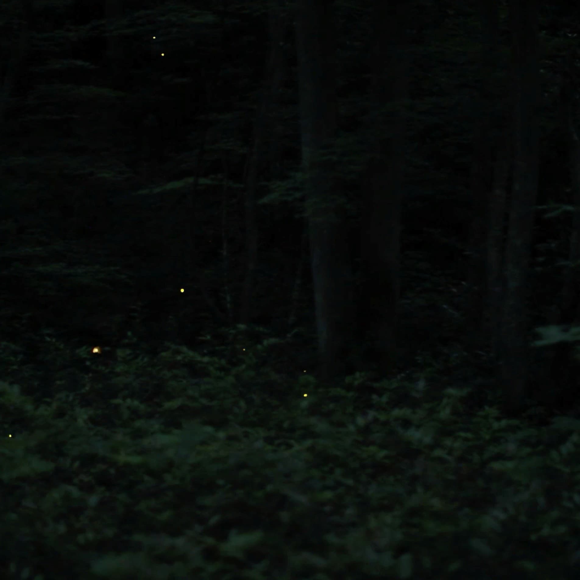 N.I.L. (Naturally Illuminated Landscape) — fireflies glowing like points of gold light across a dark, dense forest floor at dusk.